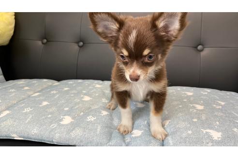 成約済の兵庫県のチワワ(ロングコート)-183481の3枚目